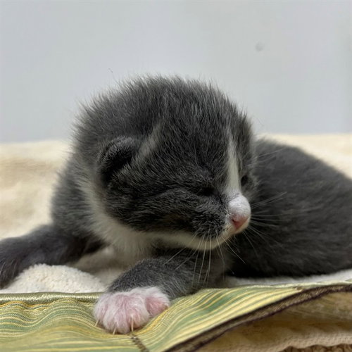 A306131, an adoptable Domestic Short Hair in Naples, FL