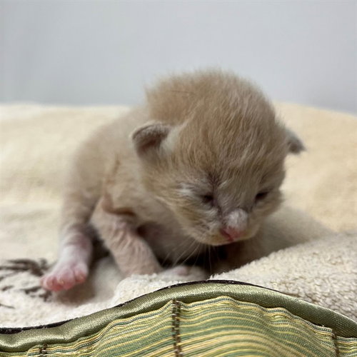 A306132, an adoptable Domestic Short Hair in Naples, FL