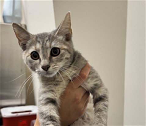 DARLA, an adoptable Domestic Short Hair in Naples, FL