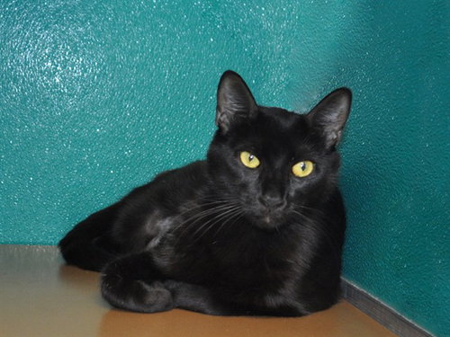 JILLIAN, an adoptable Domestic Short Hair in Naples, FL