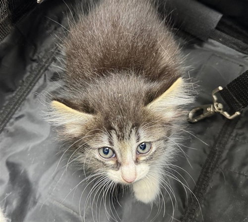 A306170, an adoptable Domestic Short Hair in Naples, FL