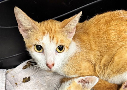 A306173, an adoptable Domestic Short Hair in Naples, FL