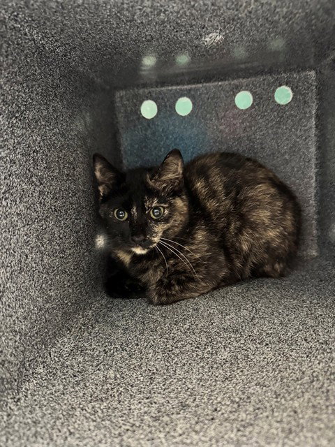 SABRINA, an adoptable Domestic Short Hair in Naples, FL