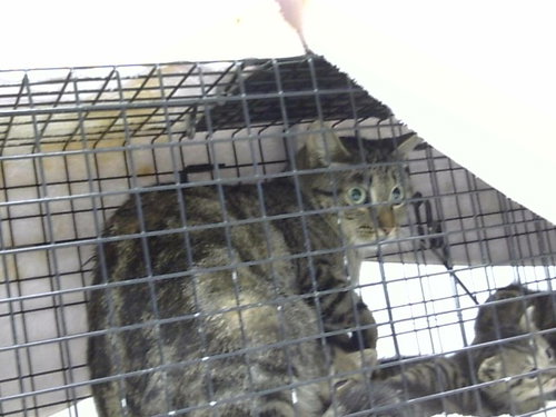 A304365, an adoptable Domestic Short Hair in Naples, FL