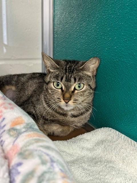 PIPER, Adult Domestic Short Hair (medium coat), cat for adoption in Naples, Florida