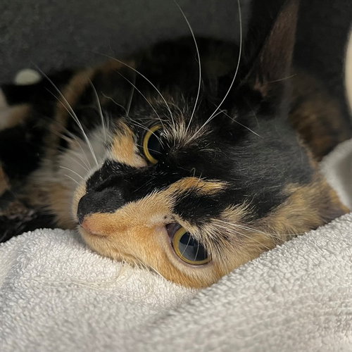 A306081, an adoptable Domestic Short Hair in Naples, FL