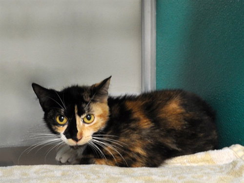 WINNIE, Adult Domestic Short Hair (medium coat), cat for adoption in Naples, Florida