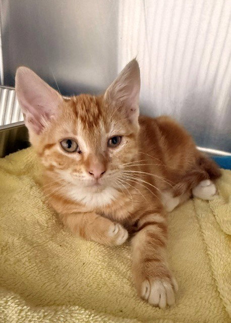 GLAMEOW