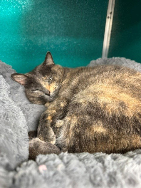 MOLLY, Senior Domestic Short Hair (medium coat), cat for adoption in Naples, Florida