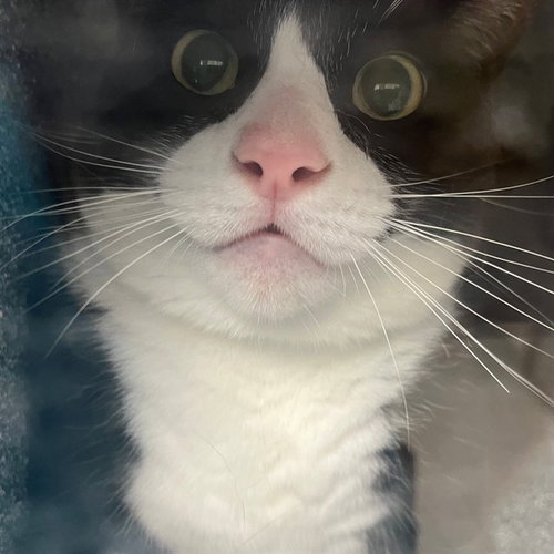 OREO