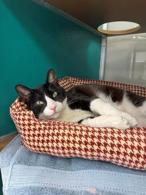 Oreo - Domestic Short Hair