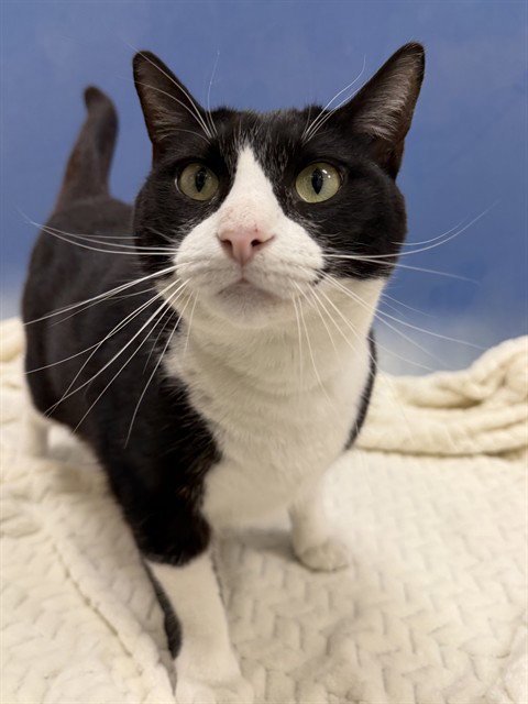 OREO, a cat for adoption from Collier County Domestic Animal Services