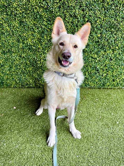 ARMANI, an adoptable German Shepherd Dog in Naples, FL