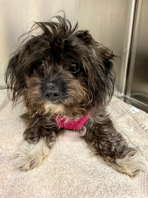 DAISY