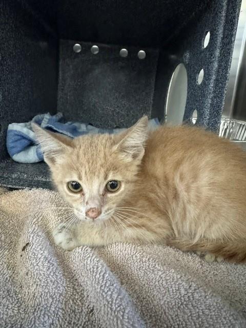 ANAKIN, Baby Domestic Short Hair (medium coat), cat for adoption in Bonita Springs, Florida