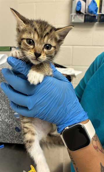 A305962, Baby Domestic Short Hair (medium coat), cat for adoption in Cape Coral, Florida