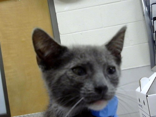 ASTRO, Baby Domestic Short Hair (medium coat), cat for adoption in Cape Coral, Florida