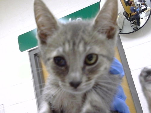COMET, Baby Domestic Short Hair (medium coat), cat for adoption in Cape Coral, Florida