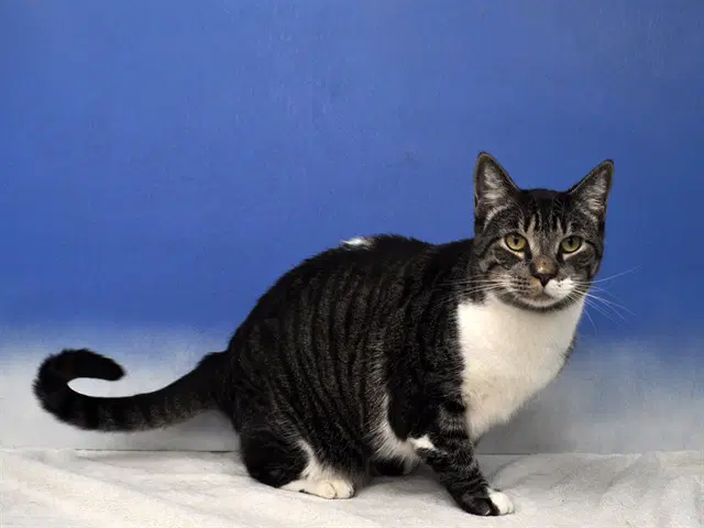 Nala - Domestic Short Hair