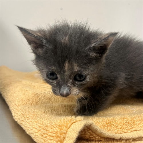 PIP, Baby Domestic Short Hair (medium coat), cat for adoption in Cape Coral, Florida