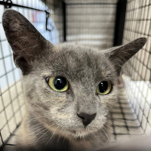 A307300, Adult Domestic Short Hair (medium coat), cat for adoption in Cape Coral, Florida