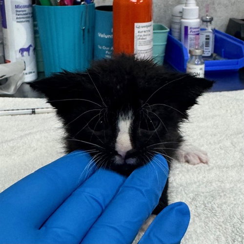 A305426, Baby Domestic Short Hair (medium coat), cat for adoption in Cape Coral, Florida