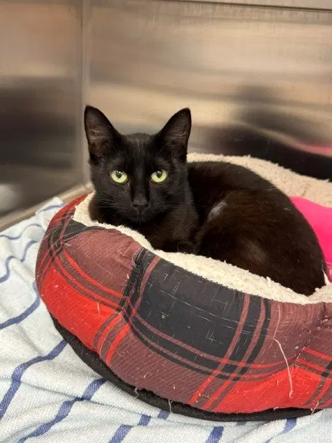Crispy - Domestic Short Hair