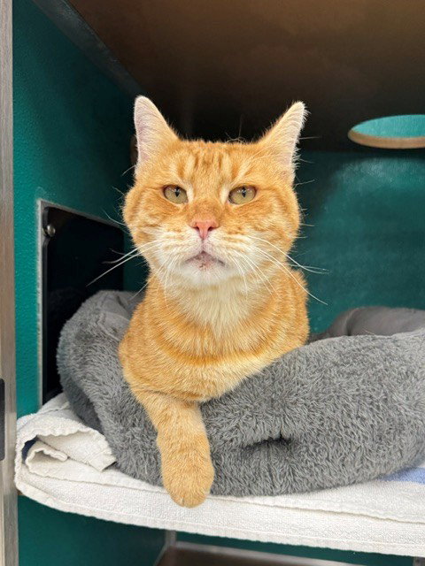 BUMBLE BEE, Senior Domestic Short Hair (medium coat), cat for adoption in Naples, Florida