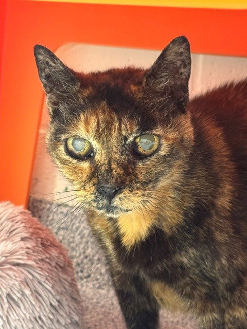 FAITH, Senior Domestic Medium Hair (medium coat), cat for adoption in Naples, Florida
