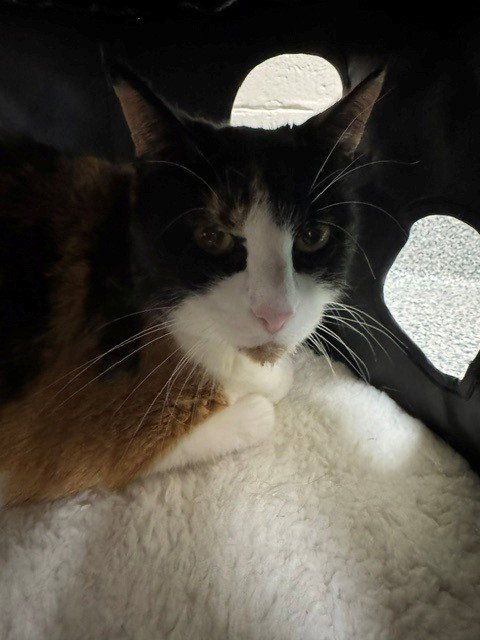 JAZZ, Senior Domestic Short Hair (medium coat), cat for adoption in Naples, Florida