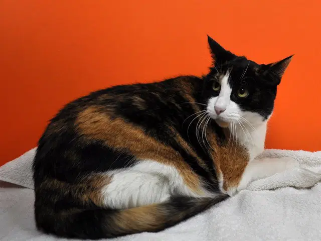 Tazz - Domestic Short Hair