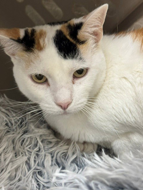 SAMANTHA, Senior Domestic Short Hair (medium coat), cat for adoption in Naples, Florida