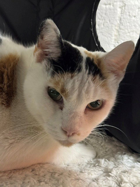 MOMMY, Senior Domestic Short Hair (medium coat), cat for adoption in Naples, Florida