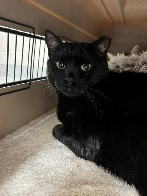 SAMI, Adult Domestic Short Hair (medium coat), cat for adoption in Naples, Florida