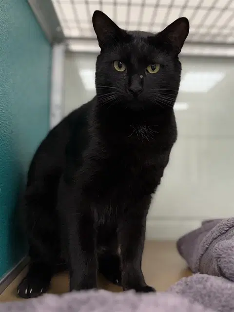 Toji - Domestic Short Hair