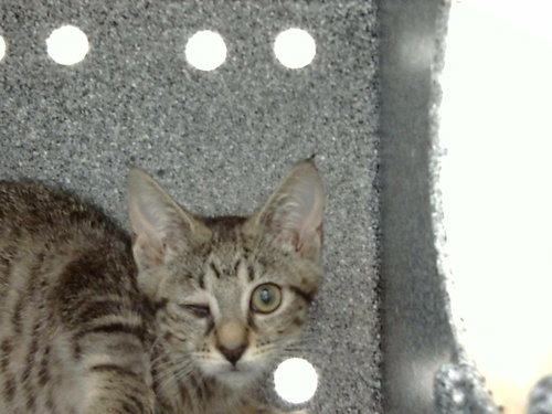 NOVA