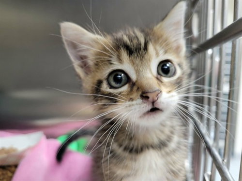 A307718, Baby Domestic Short Hair (medium coat), cat for adoption in Naples, Florida