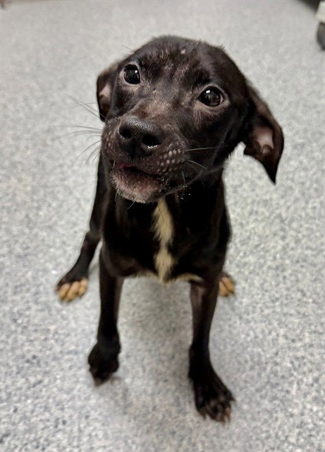 PEBBLES, an adoptable German Wirehaired Pointer in Naples, FL