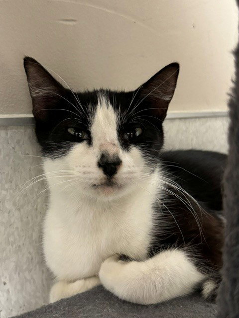 ZOE, Young Domestic Short Hair (medium coat), cat for adoption in Naples, Florida