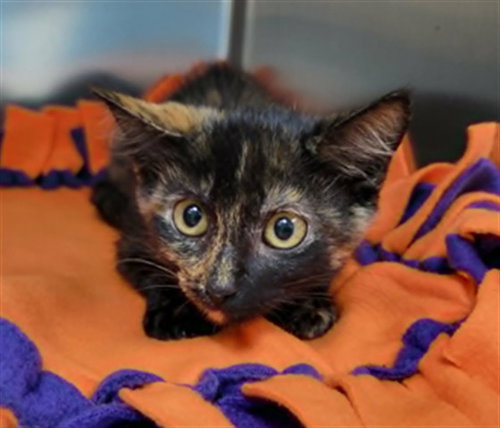 A307069, Baby Domestic Short Hair (medium coat), cat for adoption in Naples, Florida