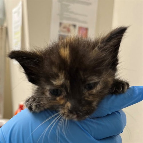 A306862, Baby Domestic Short Hair (medium coat), cat for adoption in Bonita Springs, Florida
