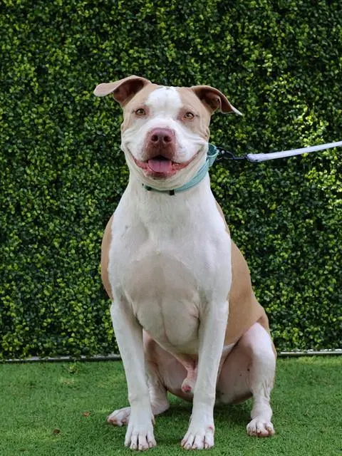 Duke - Staffordshire Bull Terrier