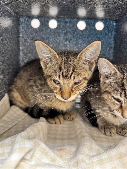 STU, Baby Domestic Short Hair (medium coat), cat for adoption in Bonita Springs, Florida