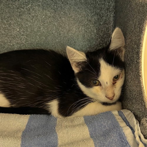 LEON, Baby Domestic Short Hair (medium coat), cat for adoption in Bonita Springs, Florida