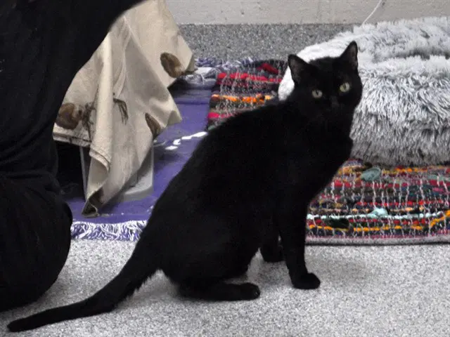 Luke - Domestic Short Hair