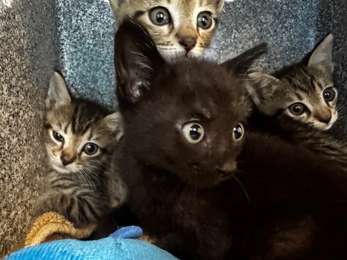HENDRIX, Baby Domestic Short Hair (medium coat), cat for adoption in Bonita Springs, Florida