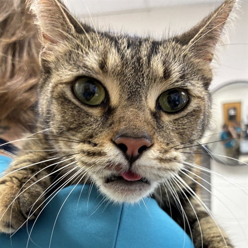 DEBBIE, Adult Domestic Short Hair (medium coat), cat for adoption in Bonita Springs, Florida