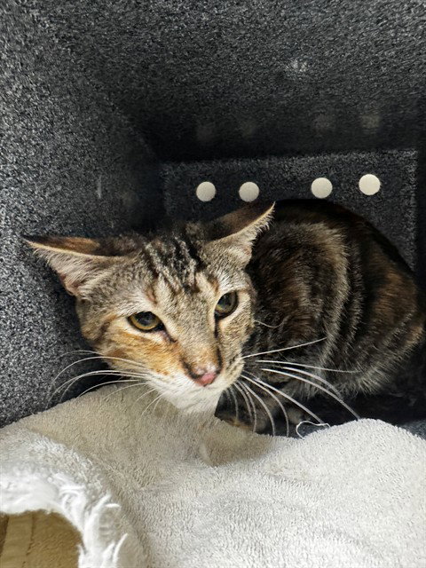 MARNIE, Young Domestic Short Hair (medium coat), cat for adoption in Cape Coral, Florida