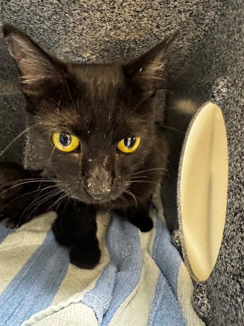 SASHA, Adult Domestic Short Hair (medium coat), cat for adoption in Cape Coral, Florida