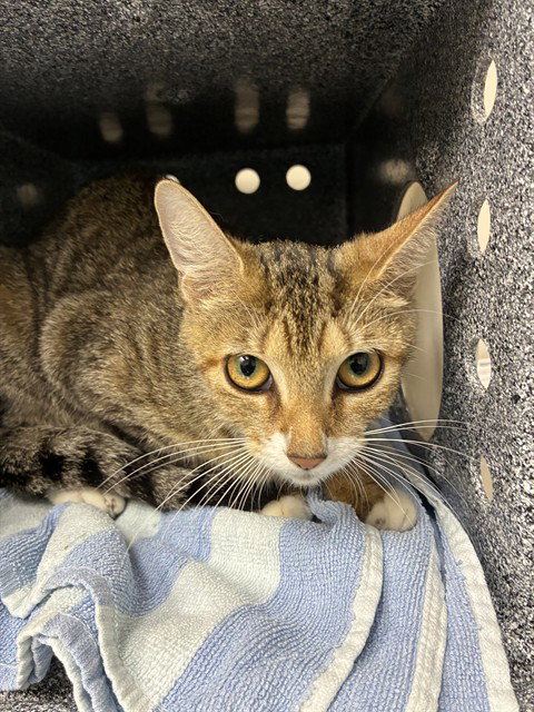 WILMA, Young Domestic Short Hair (medium coat), cat for adoption in Cape Coral, Florida